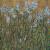 Garth Speight, Fiori di campo a Villa Torlonia, acrilico, cm. 37x47,5