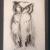 Civetta, Carboncino su carta, 33,7x23,5 cm