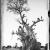 ®Elaine Ling - Baobab, tree of generation 00 
