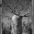 ®Elaine Ling - Baobab, tree of generation 04